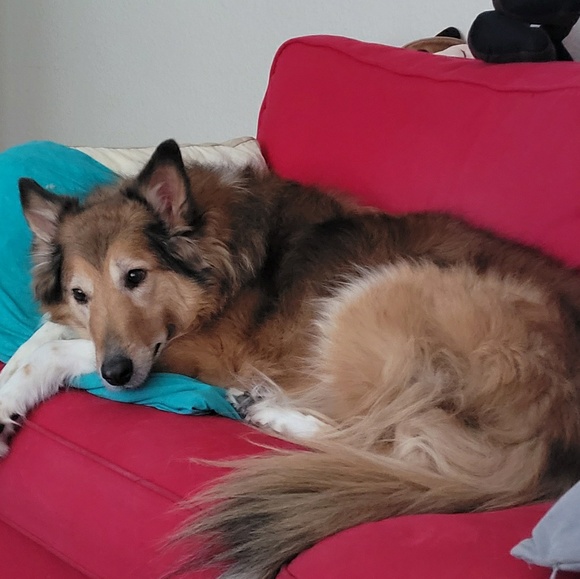 Meet your Posher, Nancy - Picture 1 of 1